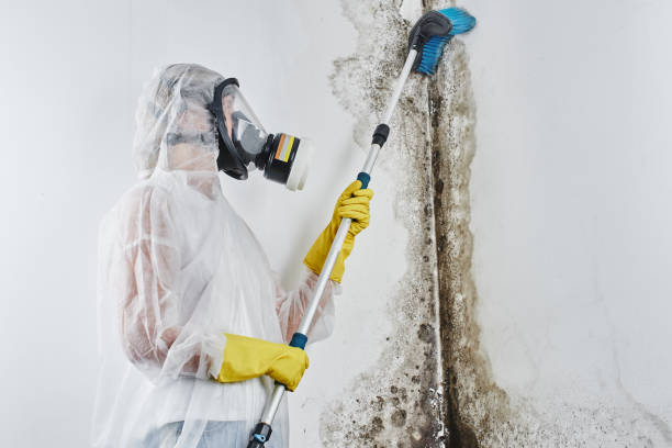Best Mold Remediation  in Hamlet, NC