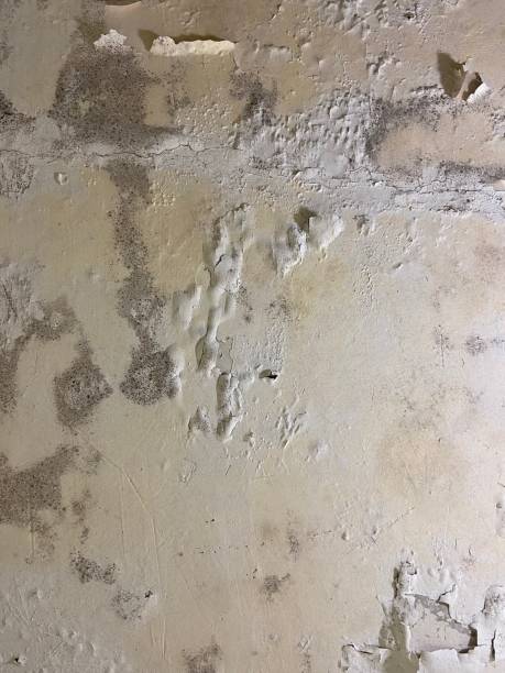  Hamlet, NC Mold Removal Pros
